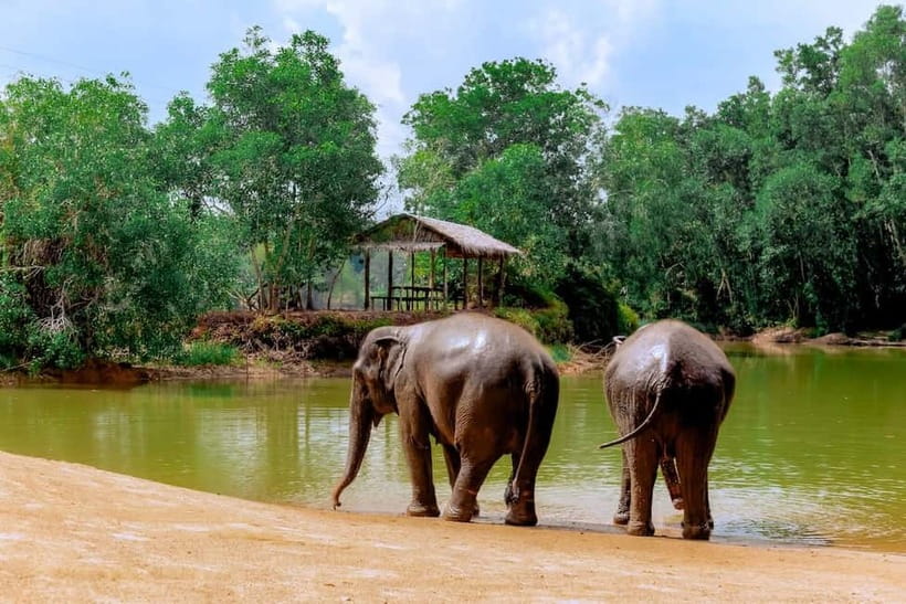 Phuket: Elephant Sanctuary Feed and Bathe Gentle Giants - Making the most of unlimited photographs