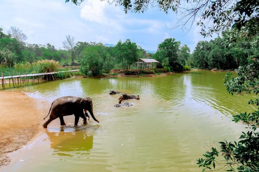 Phuket: Elephant Sanctuary Feed and Bathe Gentle Giants - A peaceful experience with a few practical limits