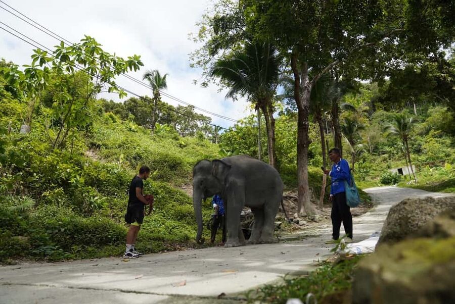 Phuket: Elephant Sanctuary Guided Tour with Hotel Transfers - A one-hour tour that fits a Phuket itinerary