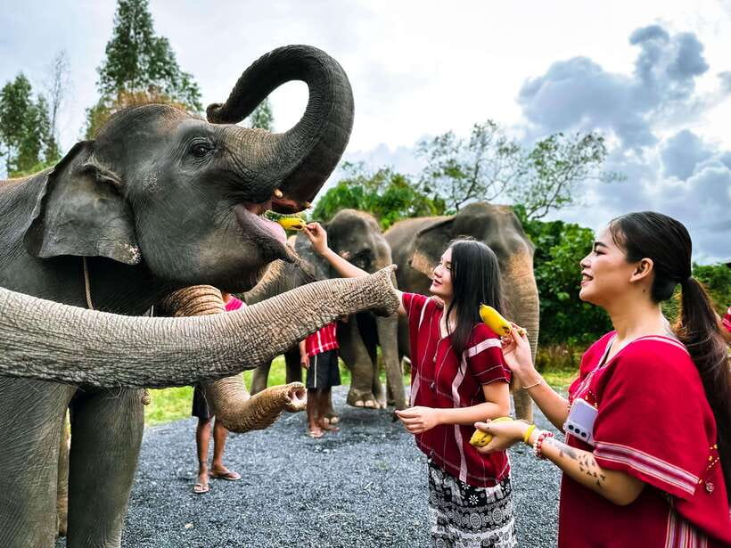 Phuket : Experience feeding and bathing elephants 1.5 Hrs. - Preparing food and vitamins for the elephants