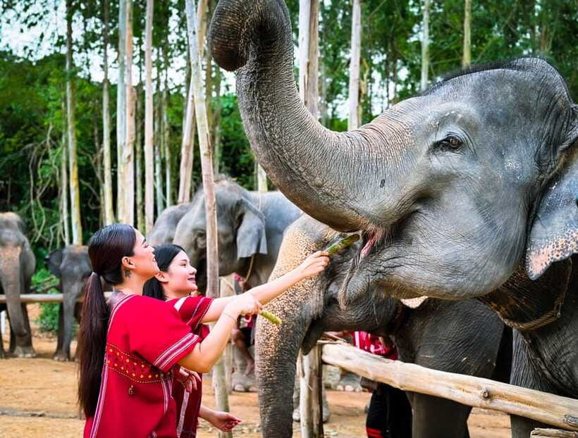 Phuket : Experience feeding and bathing elephants 1.5 Hrs. - How much time do you really get?