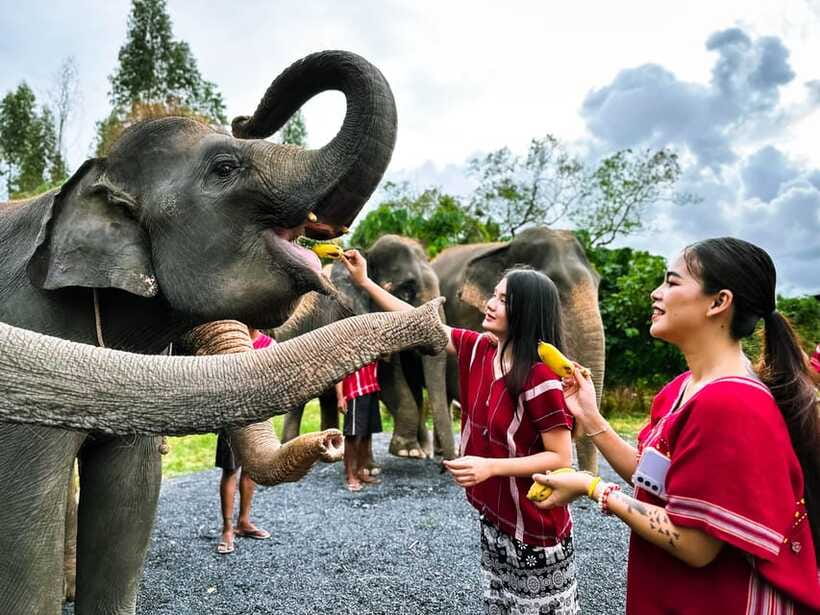 Phuket : Experience feeding and bathing elephants 1.5 Hrs. - Price, inclusions, and value at $48