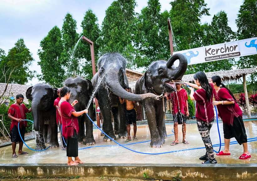 Phuket : Experience feeding and bathing elephants 1.5 Hrs. - Who will enjoy this Phuket elephant experience?