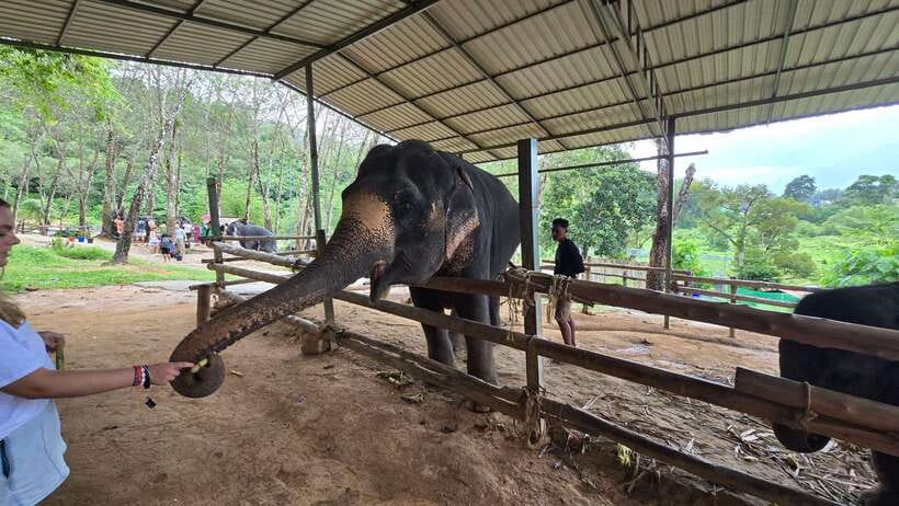 Phuket: Feeding Elephants at Phuket Elephant Care - Coffee, tea, and the first welcome