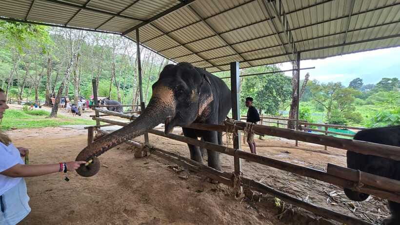 Phuket: Feeding Elephants at Phuket Elephant Care - Feeding seasonal fruit by hand