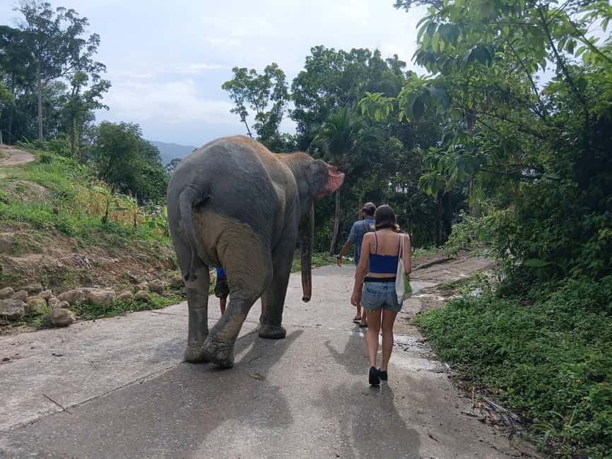 Phuket: Guided Tour to Elephant Sanctuary & Hotel Transfer - Key points at a glance