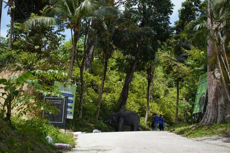 Phuket: Guided Tour to Elephant Sanctuary & Hotel Transfer - Who will enjoy this visit most?