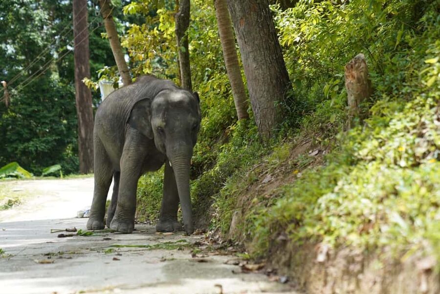 Phuket: Guided Tour to Elephant Sanctuary & Hotel Transfer - Walking, bathing, and watching natural behavior