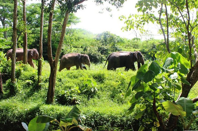 Phuket Guided Tour to Elephant Sanctuary with Hotel Transfers - Key points at a glance