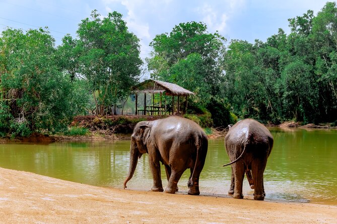 Phuket Guided Tour to Elephant Sanctuary with Hotel Transfers - A guide-led lesson on elephant behavior