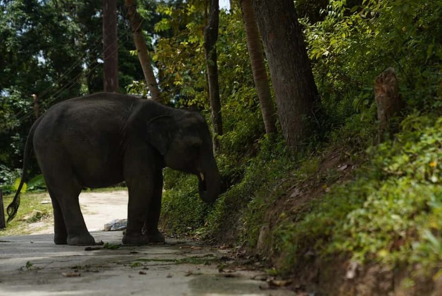 Phuket : Guided Tour to Elephant Sanctuary with Transfers - Who will enjoy this experience most?