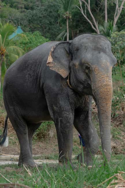 Phuket: Guided Walk Tour to Elephant Sanctuary with Transfer - Key points to know before you go