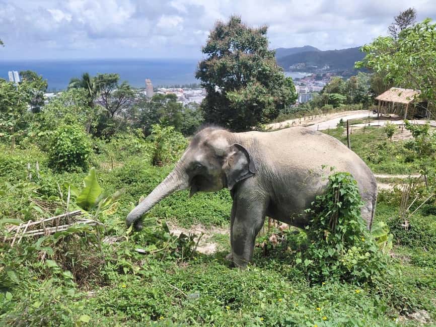 Phuket: Guided Walk Tour to Elephant Sanctuary with Transfer - Learning before walking