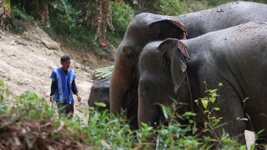 Phuket: Guided Walk Tour to Elephant Sanctuary with Transfer - Walking the hillside forest trails