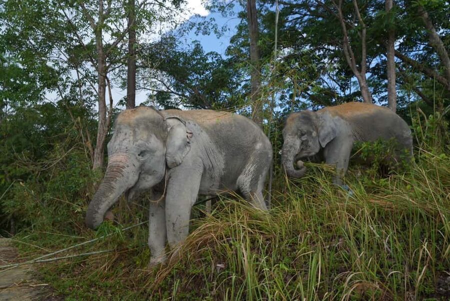 Phuket: Guided Walk Tour to Elephant Sanctuary with Transfer - Meeting the caretakers and learning mahout traditions