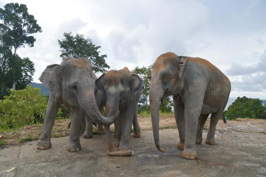 Phuket: Guided Walk Tour to Elephant Sanctuary with Transfer - What the $51 price buys you