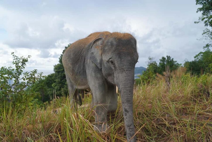 Phuket: Guided Walk Tour to Elephant Sanctuary with Transfer - Practical details that affect your day