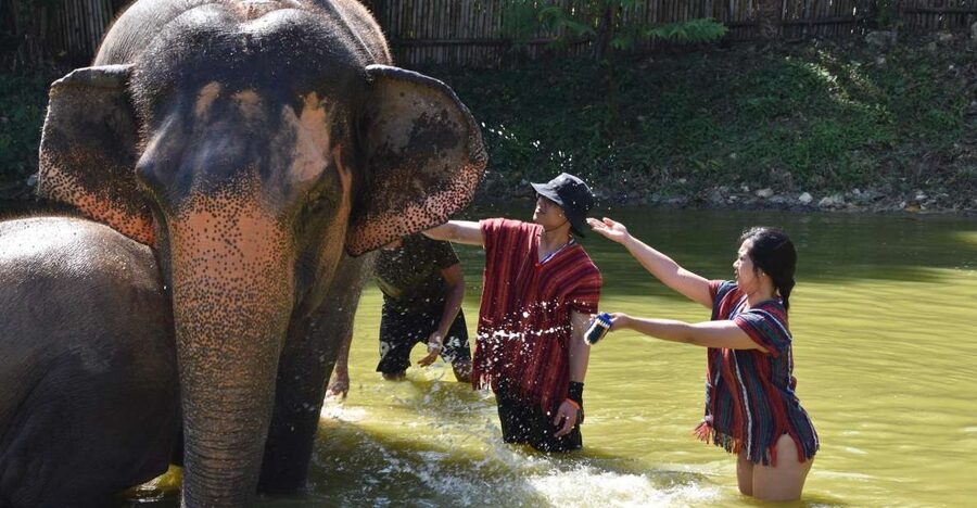 Phuket: Half Day or 2-Hour Ethical Elephant Care Sanctuary - Who will enjoy this experience most