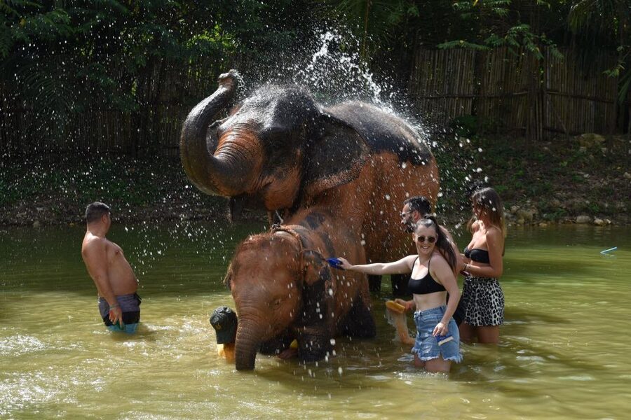 Phuket: Half Day or 2-Hour Ethical Elephant Care Sanctuary - Meeting elephants at Nai Dee Elephant Care Park