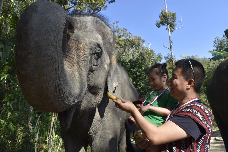 Phuket: Half Day or 2-Hour Ethical Elephant Care Sanctuary - Mud spa and bathing with the elephants