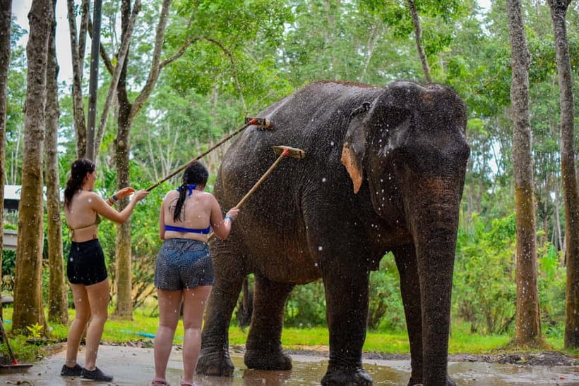 Phuket: Happy Hour Feed and Rain Shower with Elephant - What the Lily Elephant Camp visit is really about