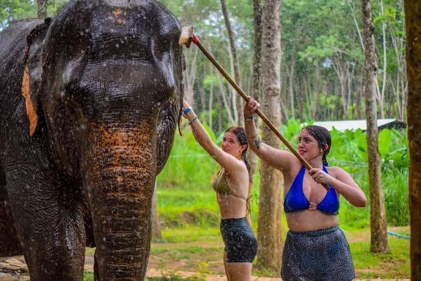 Phuket: Happy Hour Feed and Rain Shower with Elephant - Booking flexibility and the rating picture