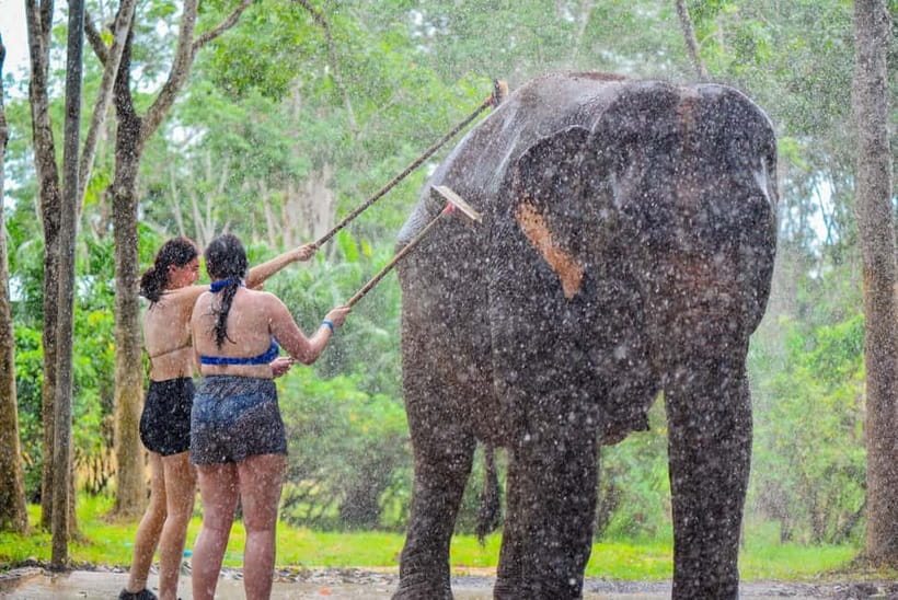 Phuket: Happy Hour Feed and Rain Shower with Elephant - Feeding time, with the elephants at the center