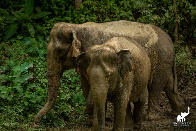 Phuket: Hidden Forest Elephant Reserve Guided Tour with Lunch - Key points to know before booking