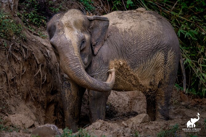 Phuket: Hidden Forest Elephant Reserve Guided Tour with Lunch - Why the hands-off approach matters at Hidden Forest