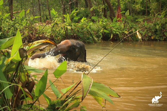 Phuket: Hidden Forest Elephant Reserve Guided Tour with Lunch - Walking through the forest at the elephants’ pace