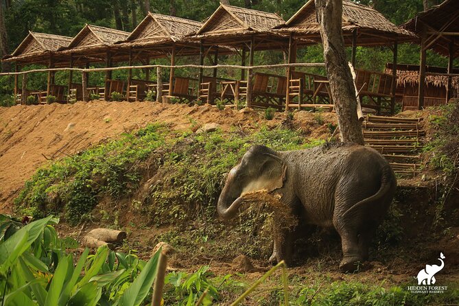 Phuket: Hidden Forest Elephant Reserve Guided Tour with Lunch - Bamboo huts and watching elephants do very little