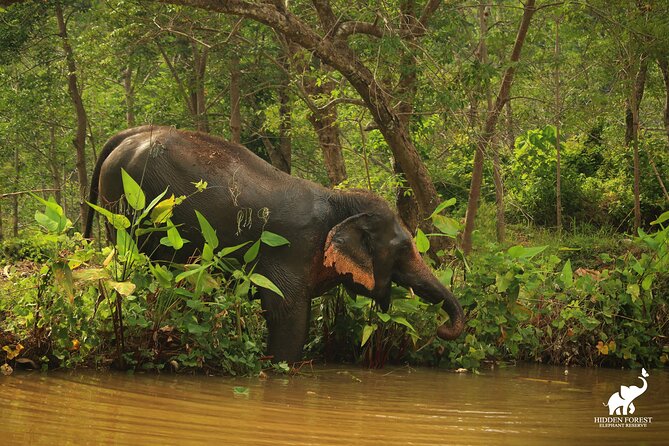 Phuket: Hidden Forest Elephant Reserve Guided Tour with Lunch - Pickup, timing, and the cruise ship warning