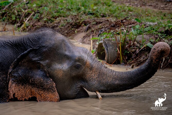 Phuket: Hidden Forest Elephant Reserve Guided Tour with Lunch - Feeding the elephants, the one close-up moment