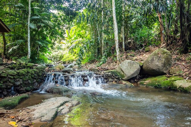Phuket Jungle Trekking Experience at Khao Phra Taew National Park - Timing, weather, and what to pack