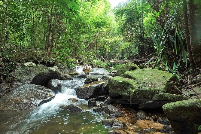 Phuket Jungle Trekking Experience at Khao Phra Taew National Park - The walk through palms, vines, and giant trees