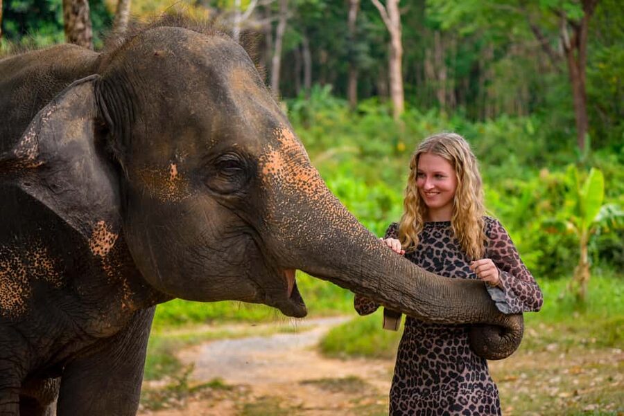 Phuket: Make & Meet The Gentle Giant Experience - Preparing food for rescued elephants