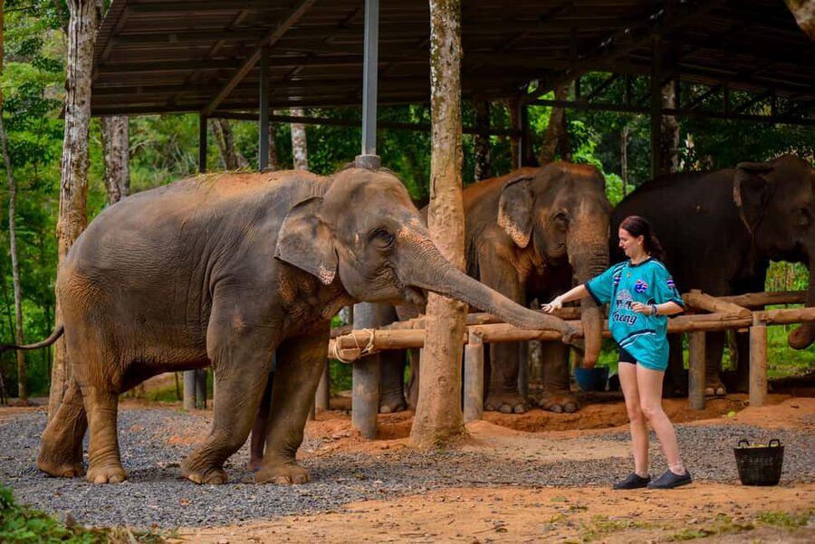 Phuket: Make & Meet The Gentle Giant Experience - Feeding watermelon, bananas, and vitamin balls