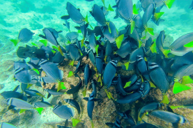 Phuket: Racha and Coral Islands Speedboat Trip with Lunch - Racha Island gives the day its best start