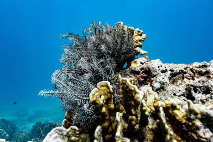 Phuket: Racha and Coral Islands Speedboat Trip with Lunch - Who will get the most from this island day