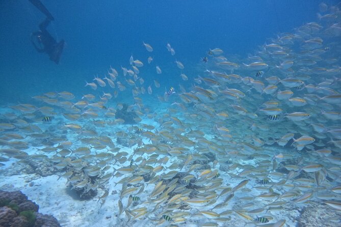 Phuket: Scuba Dive Racha and Coral Islands with Snorkeling Tour - Family groups should think about the different activity choices