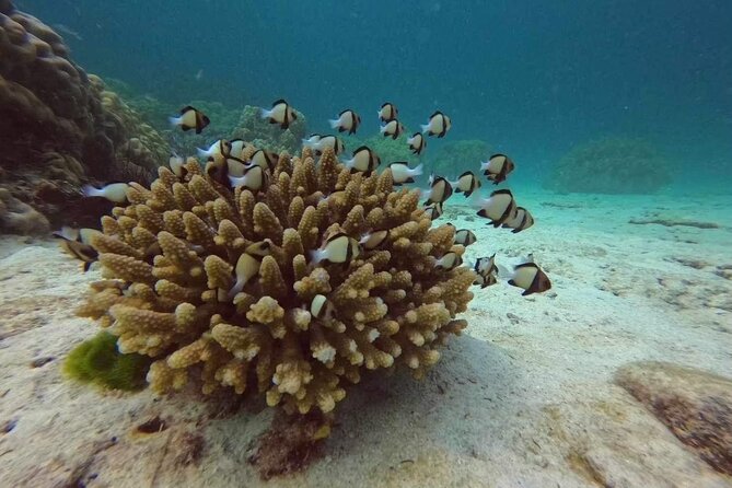 Phuket: Scuba Dive Racha and Coral Islands with Snorkeling Tour - The main strengths and the one concern
