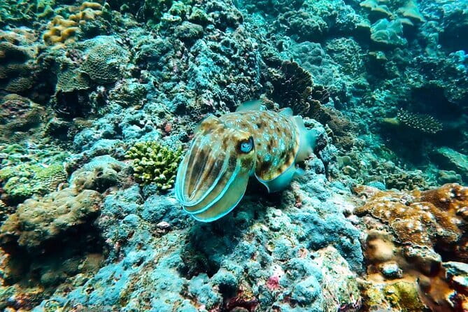 Phuket Scuba Diving Maiton Private Island Small Group or Snorkel - Two underwater sites, with help for first-timers