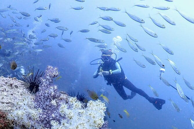 Phuket Scuba Diving Phi Phi Islands (Certified Divers Only) - What the $175.10 Phuket day actually includes