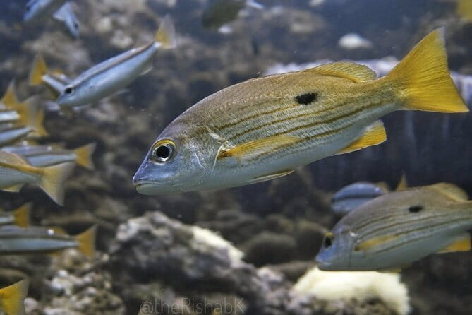 Phuket Scuba Diving Phi Phi Islands (Certified Divers Only) - Breakfast first, then a full day on the boat