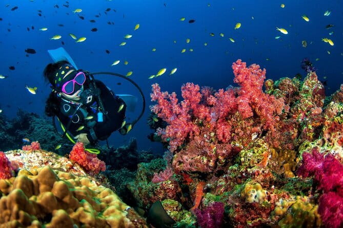 Phuket Scuba Diving Phi Phi Islands (Certified Divers Only) - Turtle Rock: canyons, swim-throughs, and a shallow exit