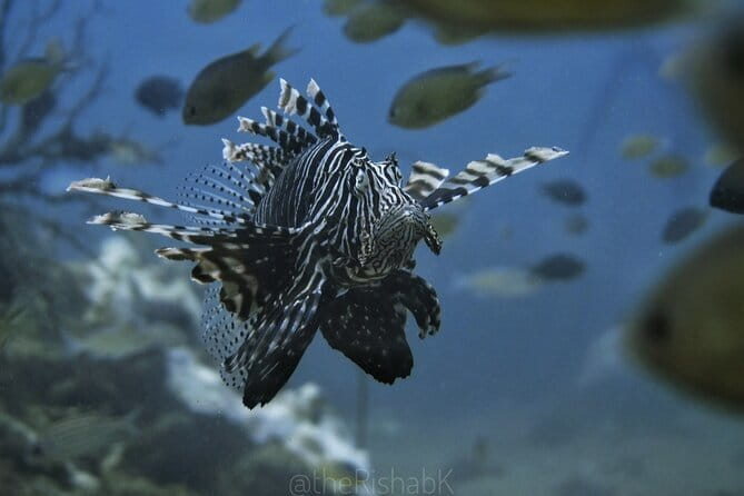 Phuket Scuba Diving Phi Phi Islands (Certified Divers Only) - Starting at Chalong Pier after hotel pickup