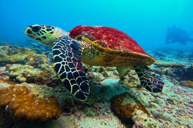 Phuket Scuba Diving: Racha Island Or Maiton Island For All Levels - The beginner setup: calm instruction before the sea