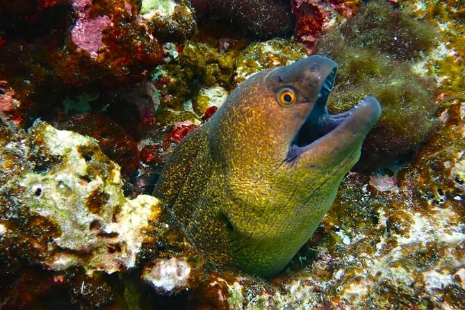 Phuket Scuba Diving: Racha Island Or Maiton Island For All Levels - Maiton Island: two sessions in a quieter setting