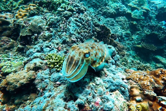 Phuket Scuba Diving: Racha Island Or Maiton Island For All Levels - Who will get the most from this outing