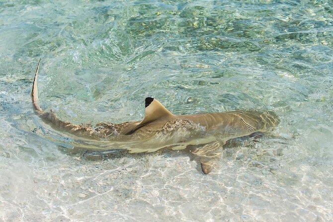 Phuket: Wow Andaman Snorkeling Trip to Phi Phi & Bamboo Islands - Bamboo Island is where the day slows down